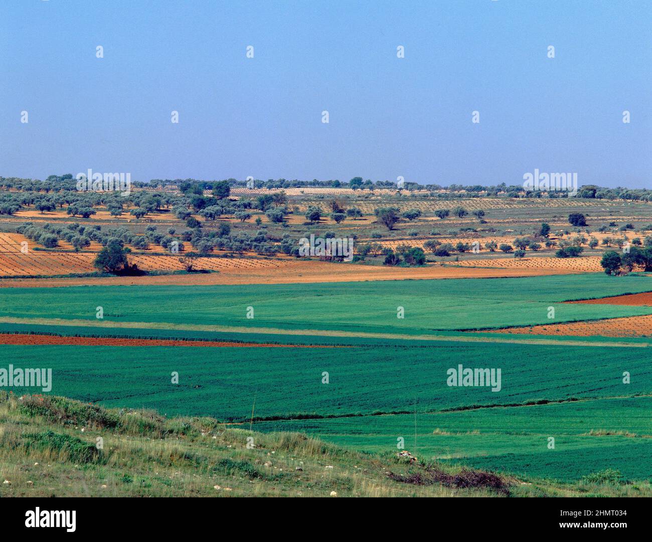 Plantacion de olivos hi-res stock photography and images - Alamy