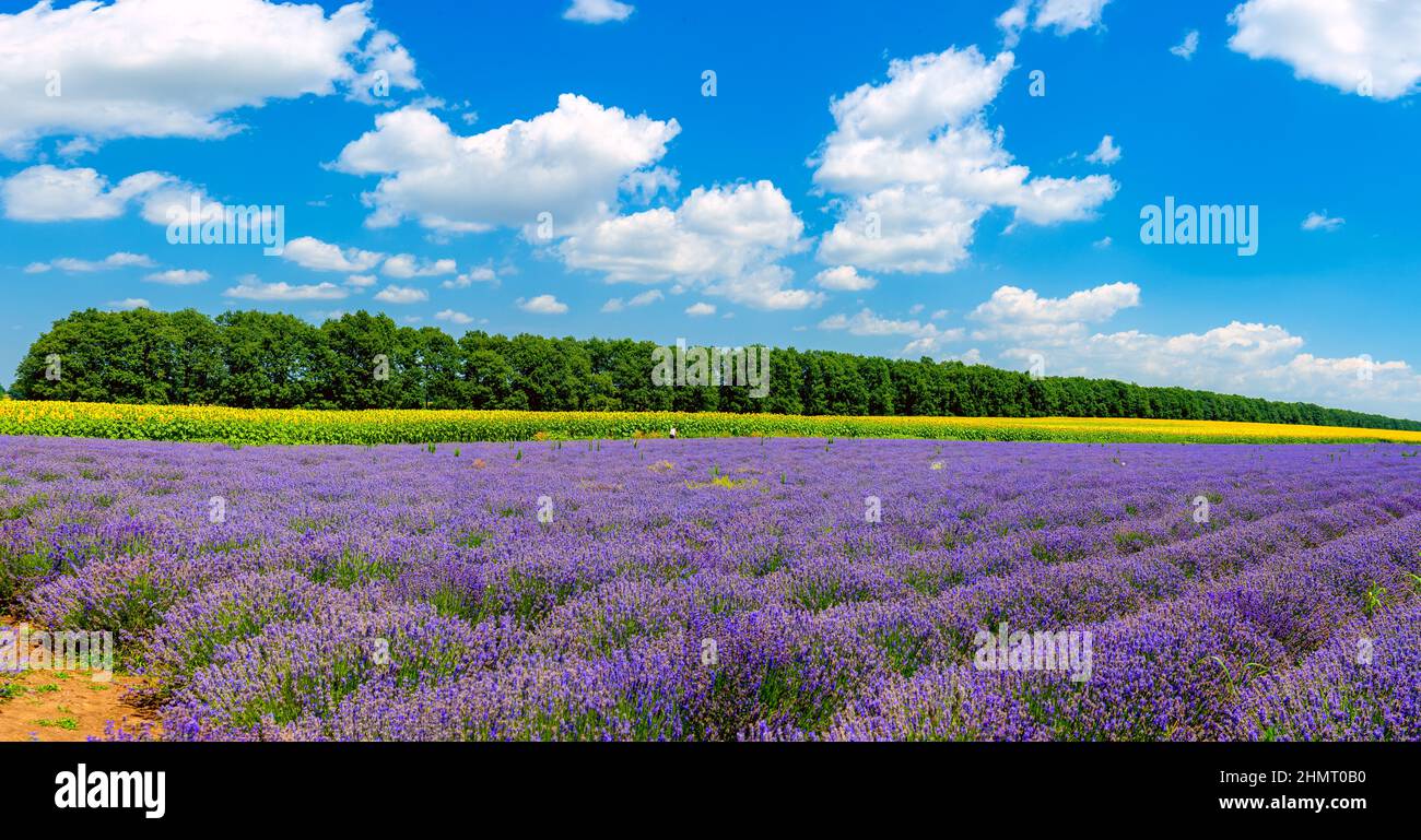 Lavender blooming field on a sunny day against the background of growing sunflowers, rich colors of Provence. France Stock Photo
