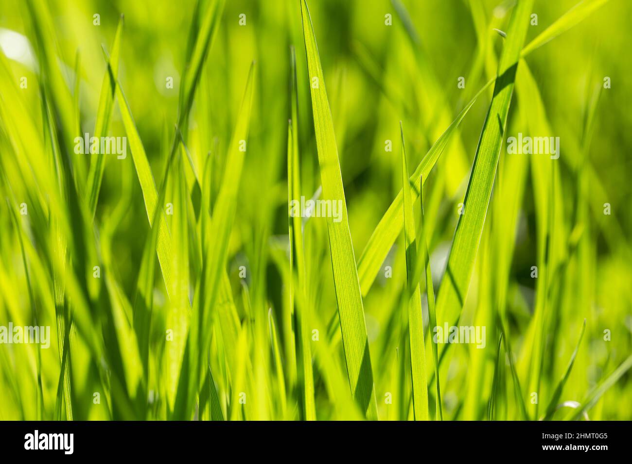 Green grass background design hi-res stock photography and images - Alamy