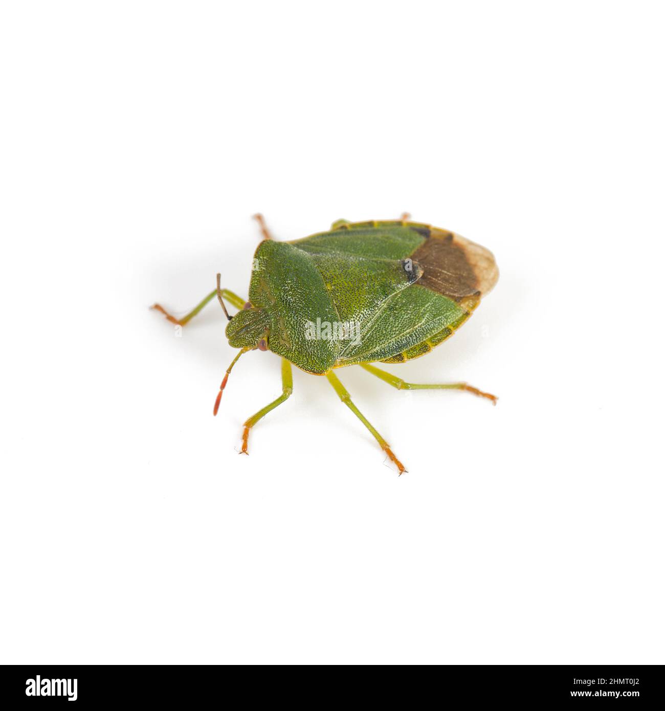 Green shield bug on a white background Stock Photo