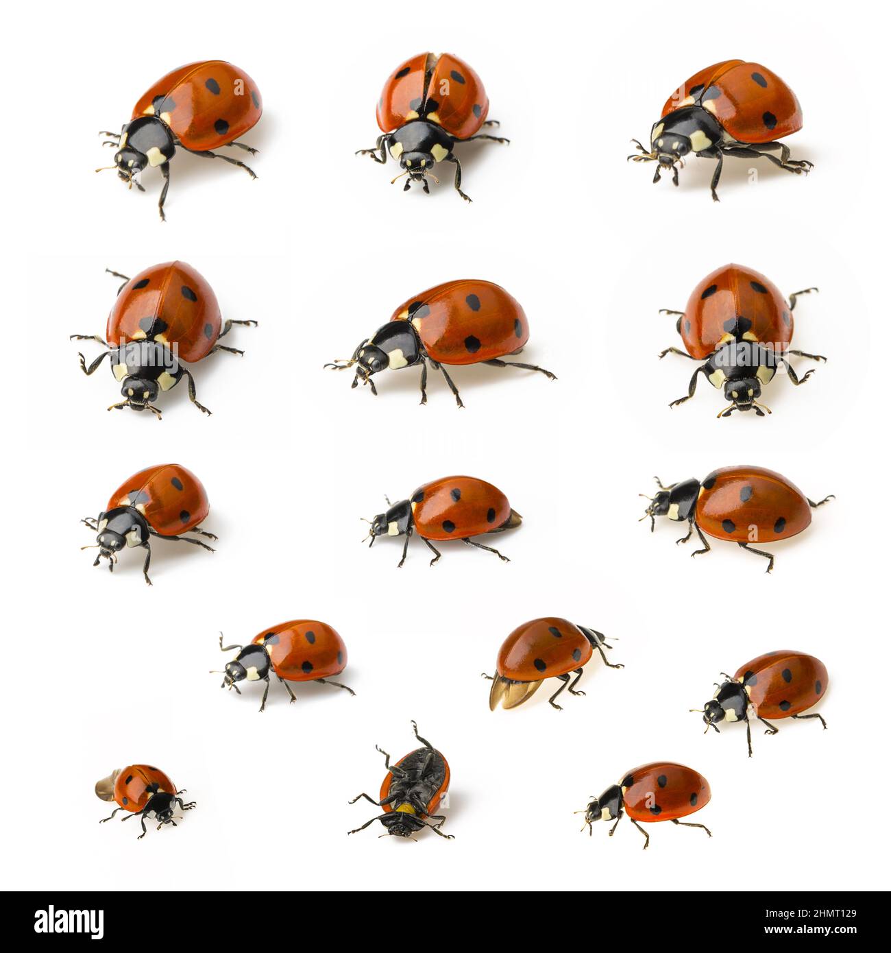 Multiple Ladybug Ladybug Beetle set collection with black points on white background ...