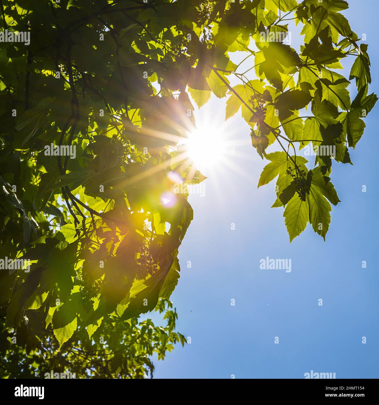 Sun beaming through treetops Stock Photo