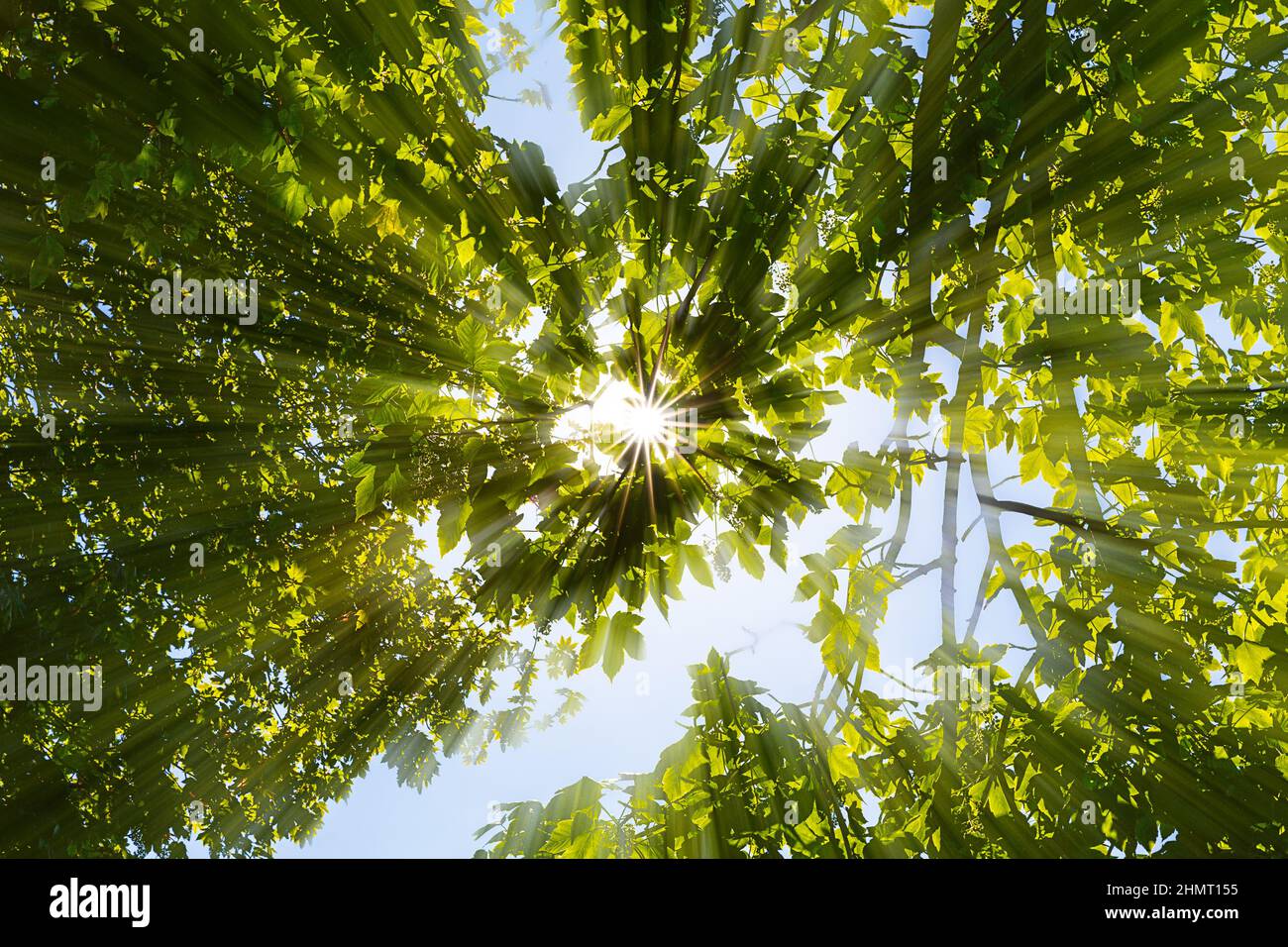 Sun shines through crowns hi-res stock photography and images - Alamy