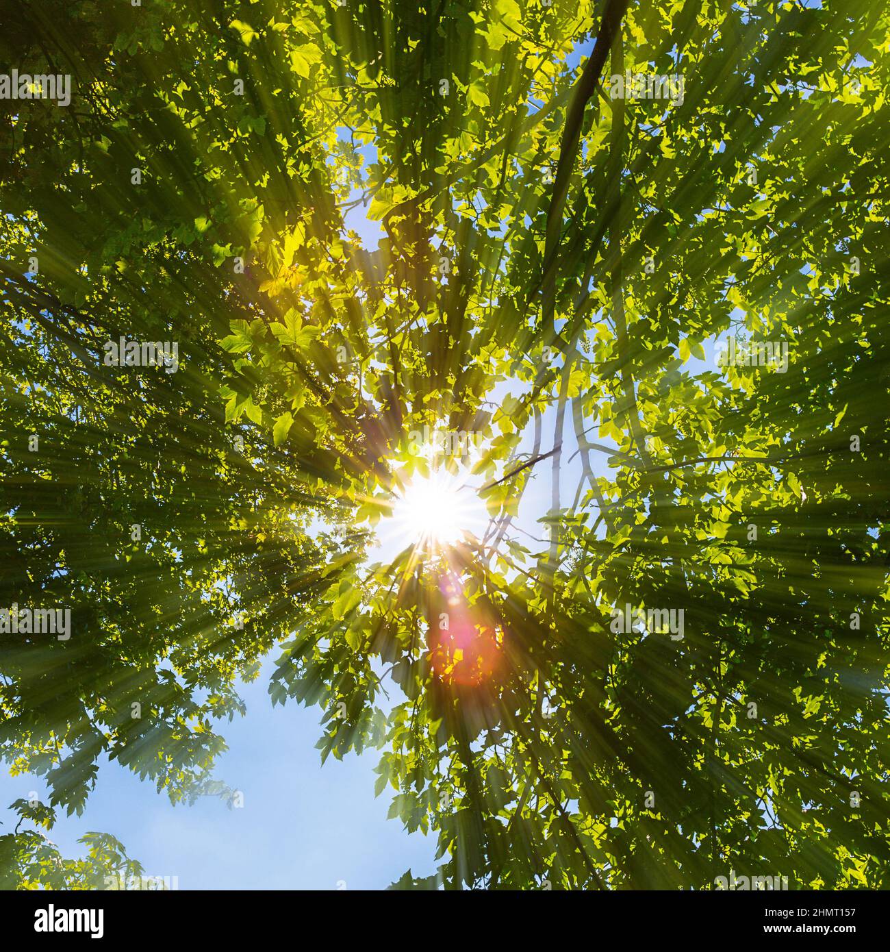 Sun rays light shines through hi-res stock photography and images - Alamy