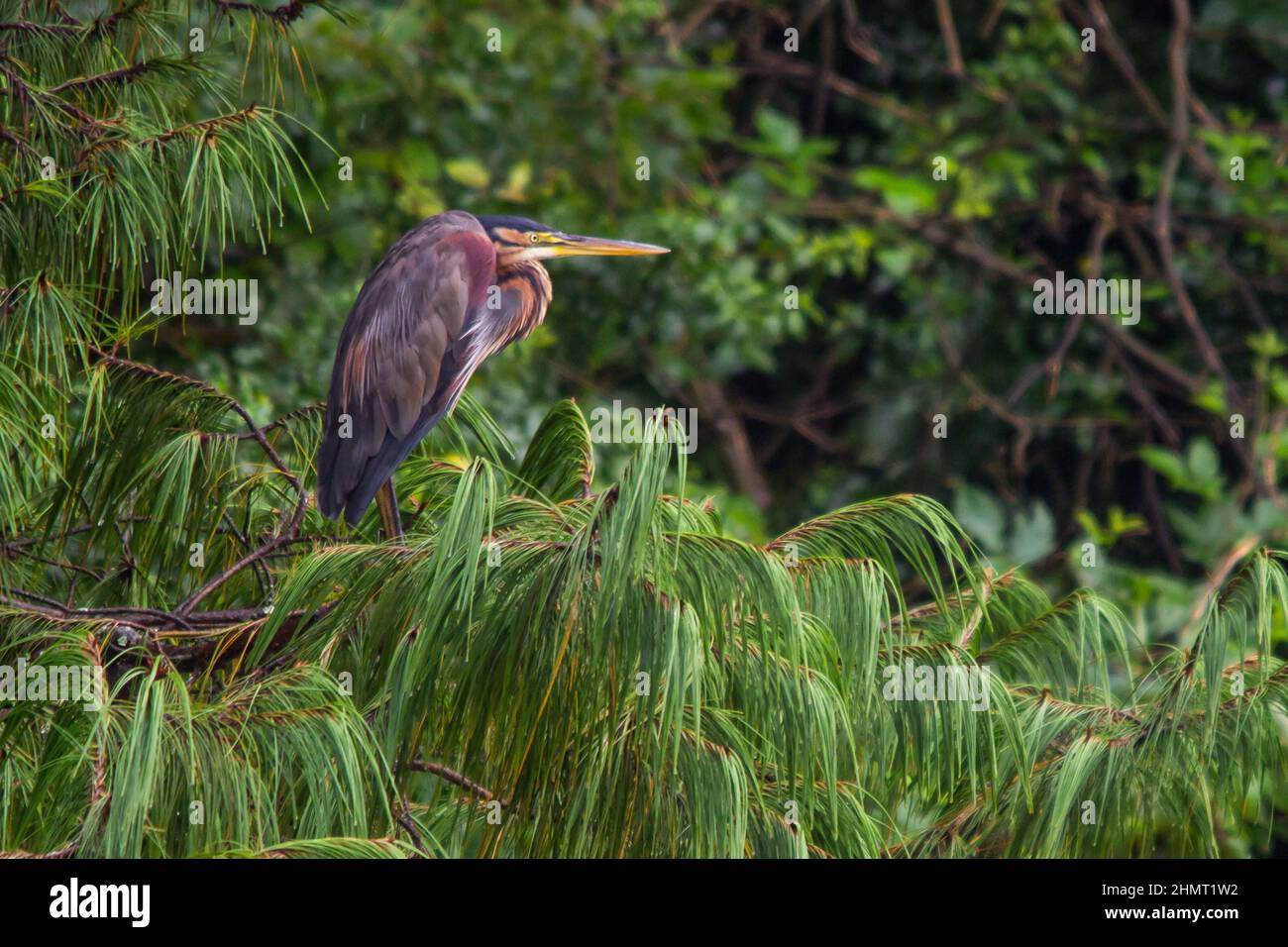 A purple Heron, Aedrea Purpurea, perched in a pine tree in a timber plantation in Magoebaskloof, South Africa. Stock Photo