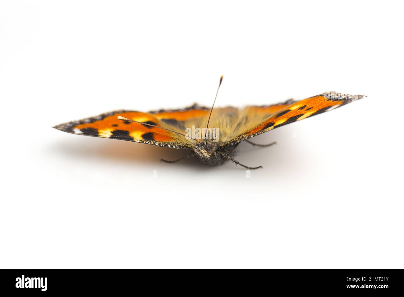 butterfly orange black spots Majesticsensor on white background Stock Photo
