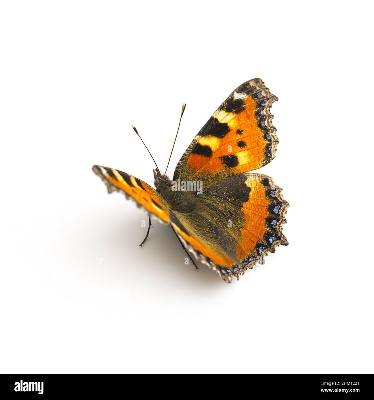 butterfly orange black spots Majesticsensor on white background Stock Photo