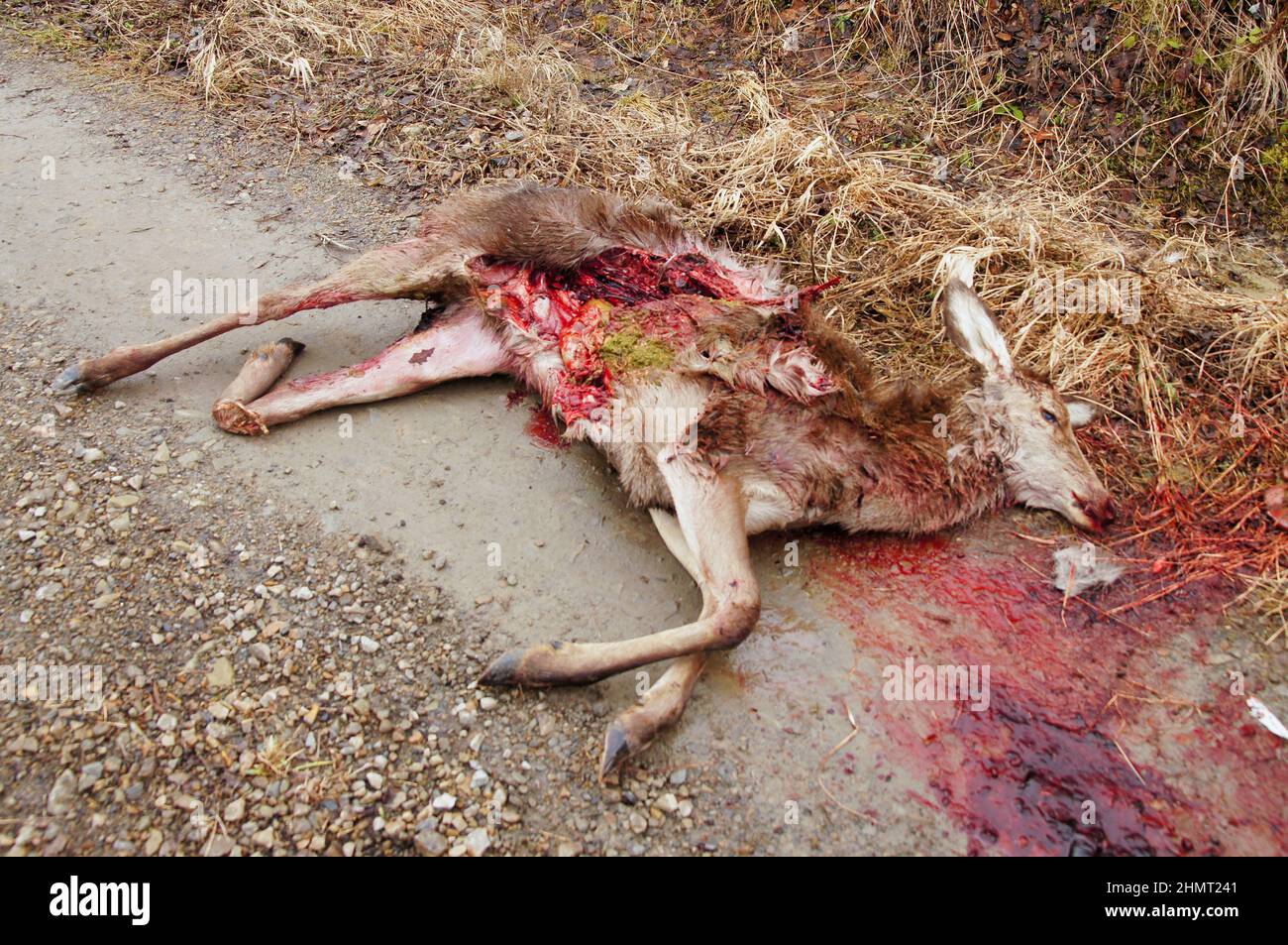 Carcase of a deer killed by wolves. Bieszczady Mountains, Carpathians, Poland. Stock Photo