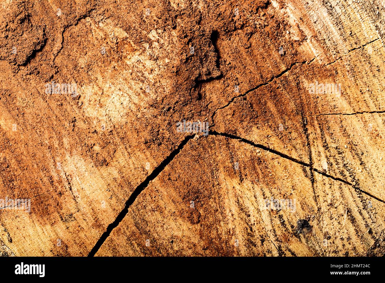 brown Wood tree texture pattern Stock Photo - Alamy