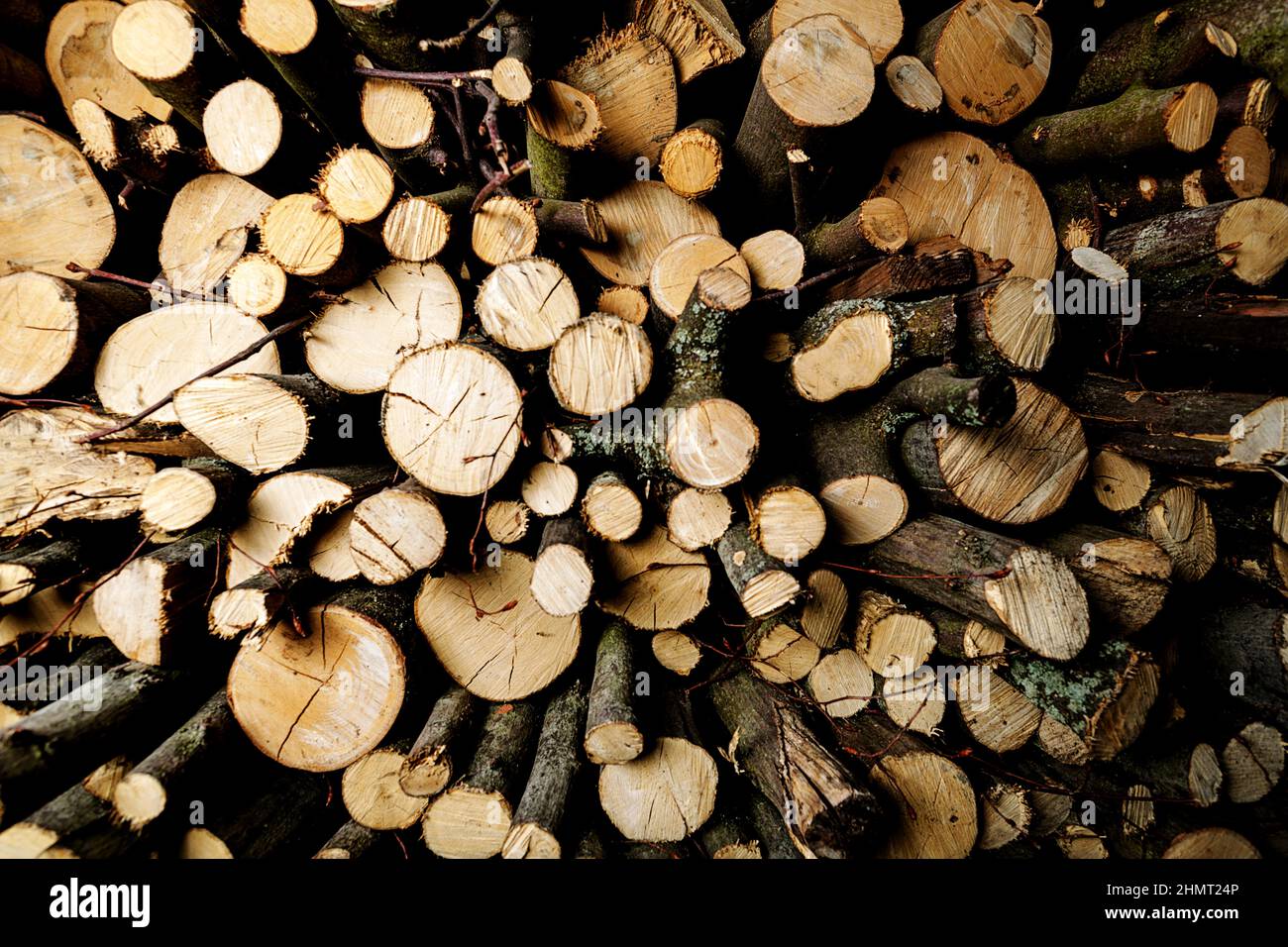 Pile of wood forming a wall. Environmental ecology problems