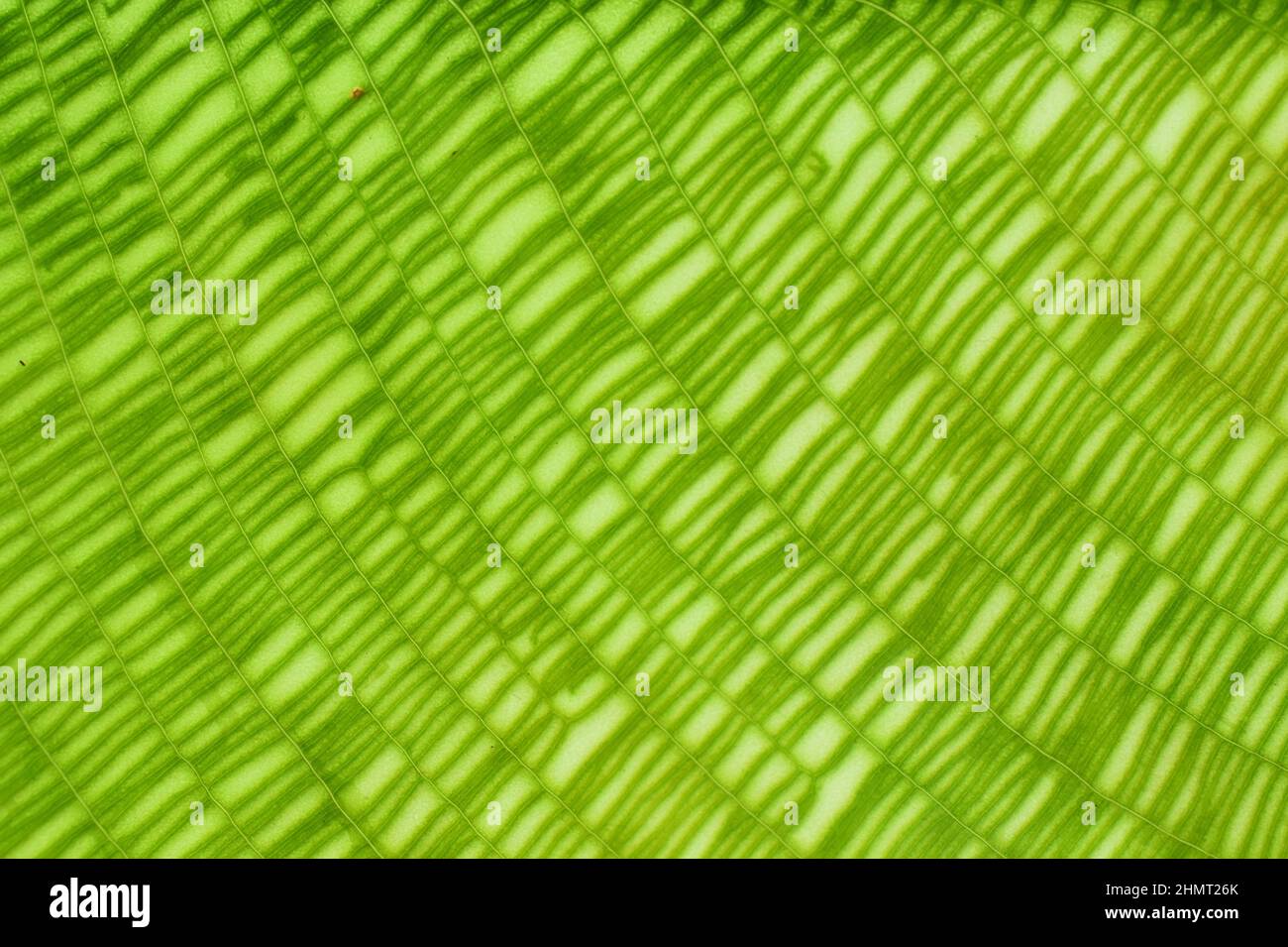 Closeup on the green mosaic pattern leaf of Calathea musaica Stock Photo