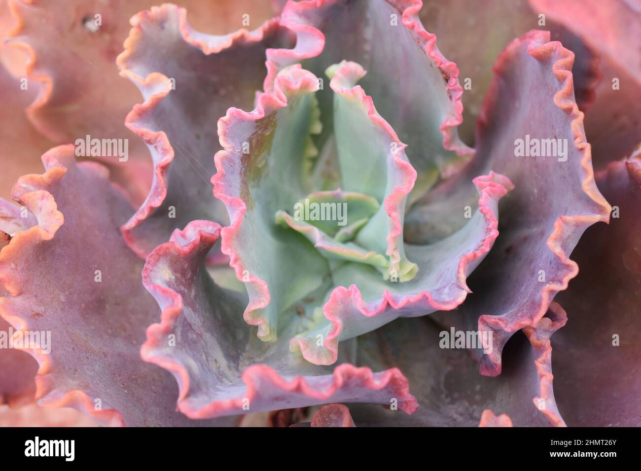 Pink rosette of succulent plant Echeveria dicks pink Stock Photo