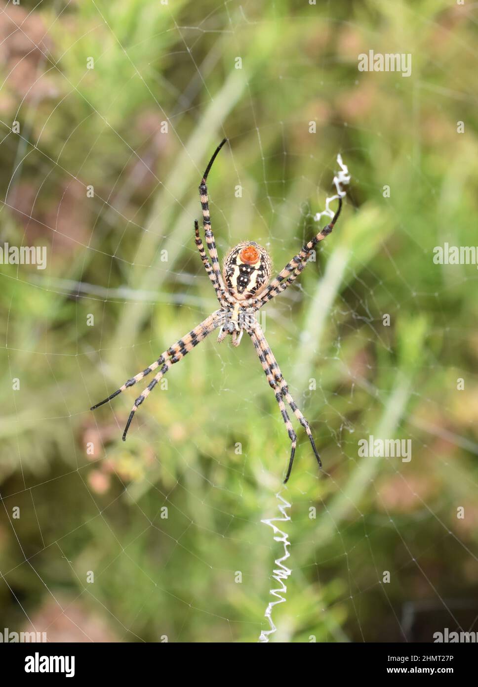Banded garden spider Argiope trifasciata orbweaver in web showing spinning gland Stock Photo
