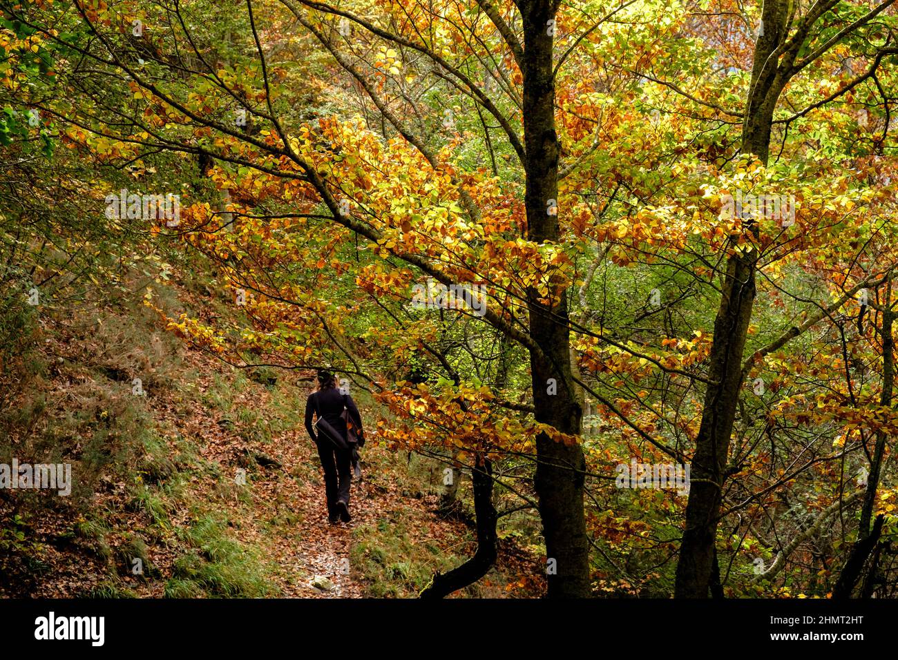 bosque de Archibú, Parque natural de los Valles Occidentales, Huesca, cordillera de los pirineos, Spain, Europe Stock Photo