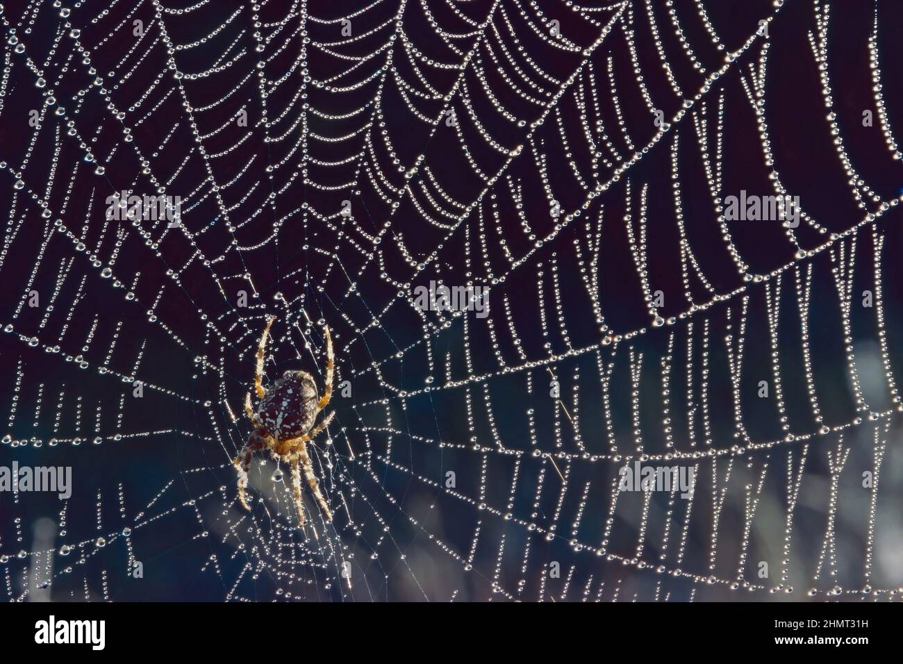 spider on its net beaded with water droplets, crowned orb weaver; Araneus diadematus; Araneidae Stock Photo