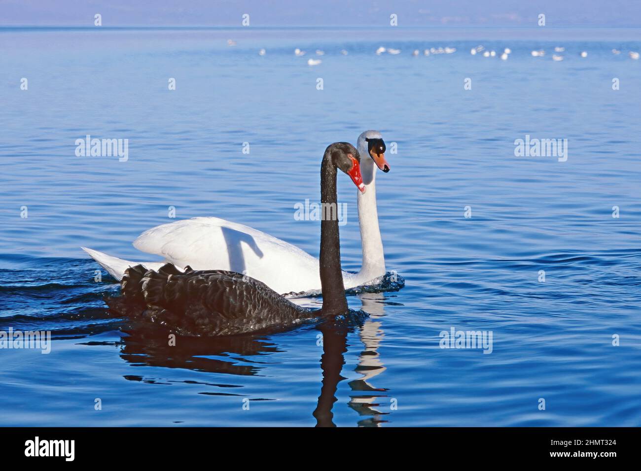 specimens of black swan and mute swan swims together in a lake Stock Photo