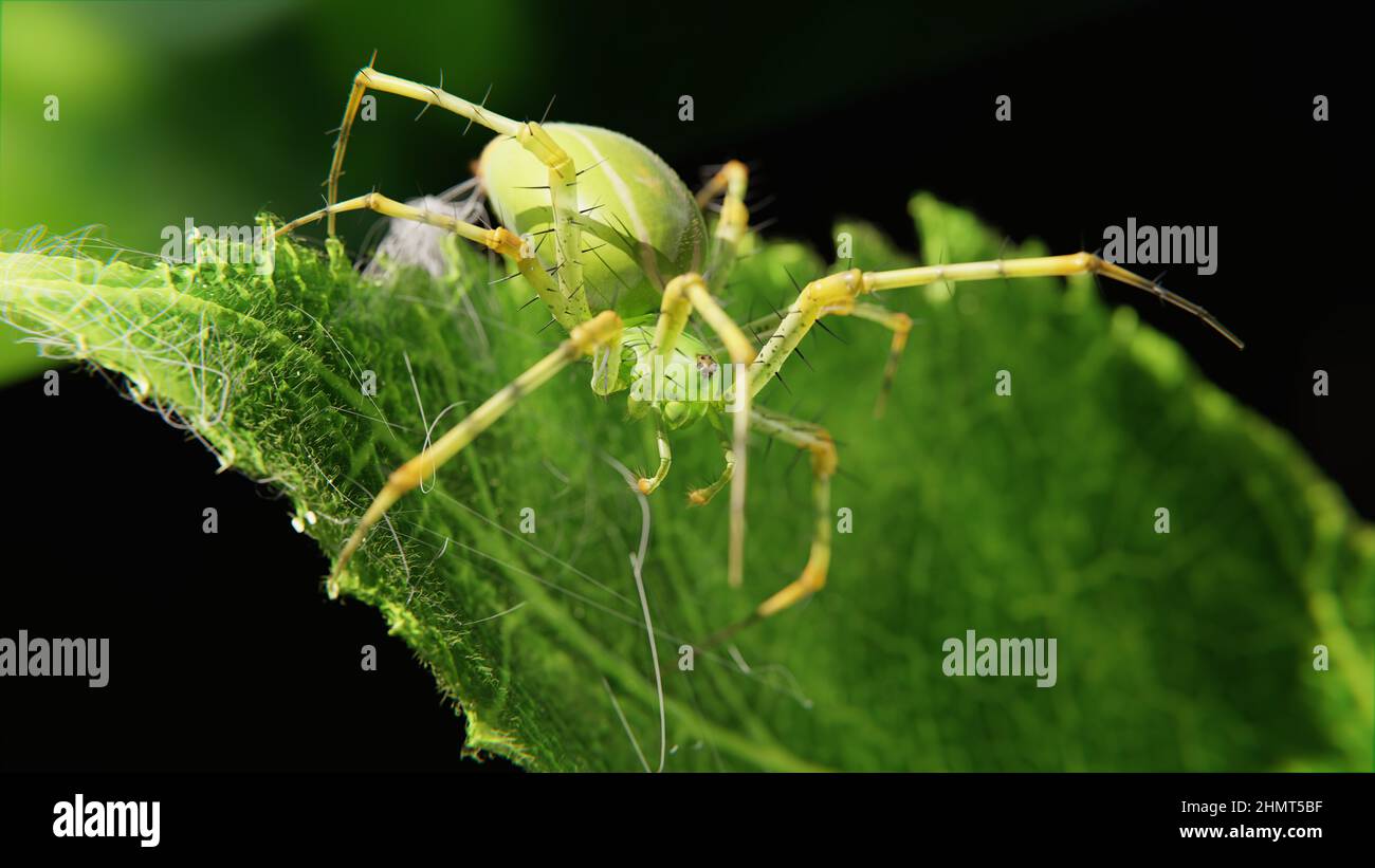 Spider Insect Move spider moving on a leaf 3d illustration Stock Photo - Alamy