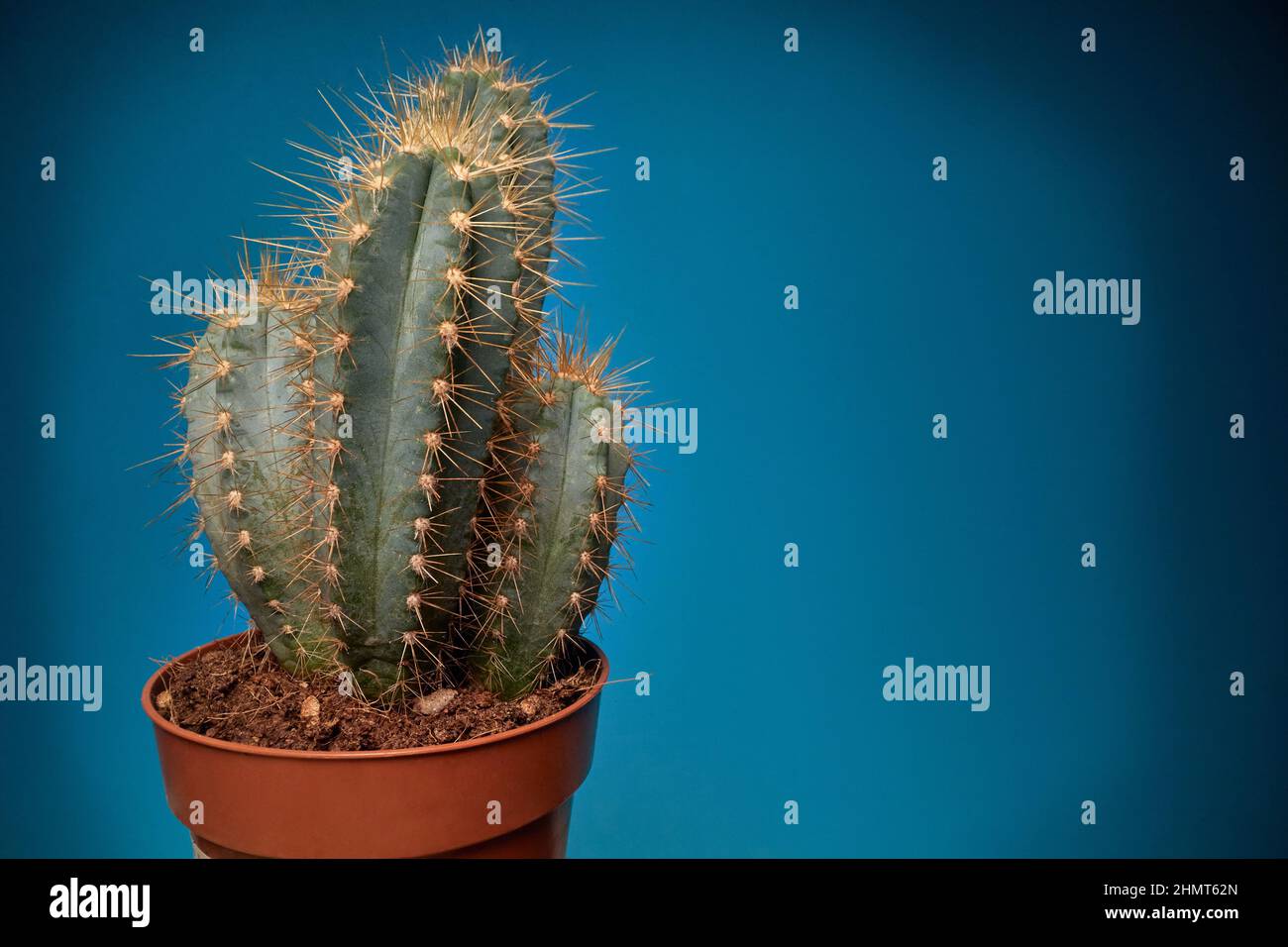 potted green cactus with  spines. Stock Photo