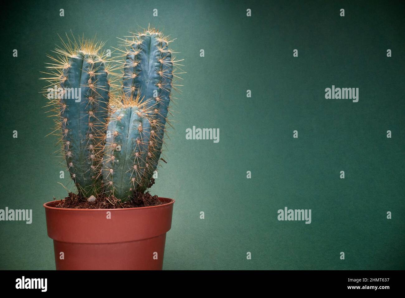 Cactus in pot.spines on cactus on green background. Stock Photo