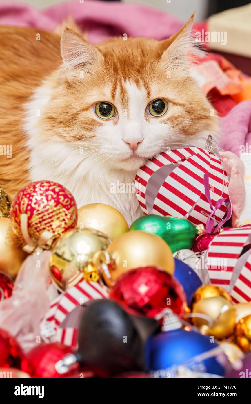 Pretty adult red and white cat and christmas tree toys Stock Photo
