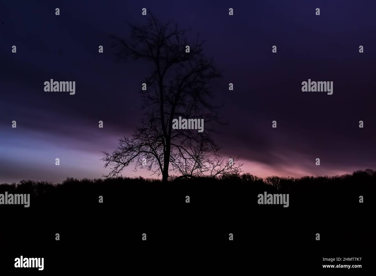 Real tree on background of dark blue-purple dawn in winter Stock Photo