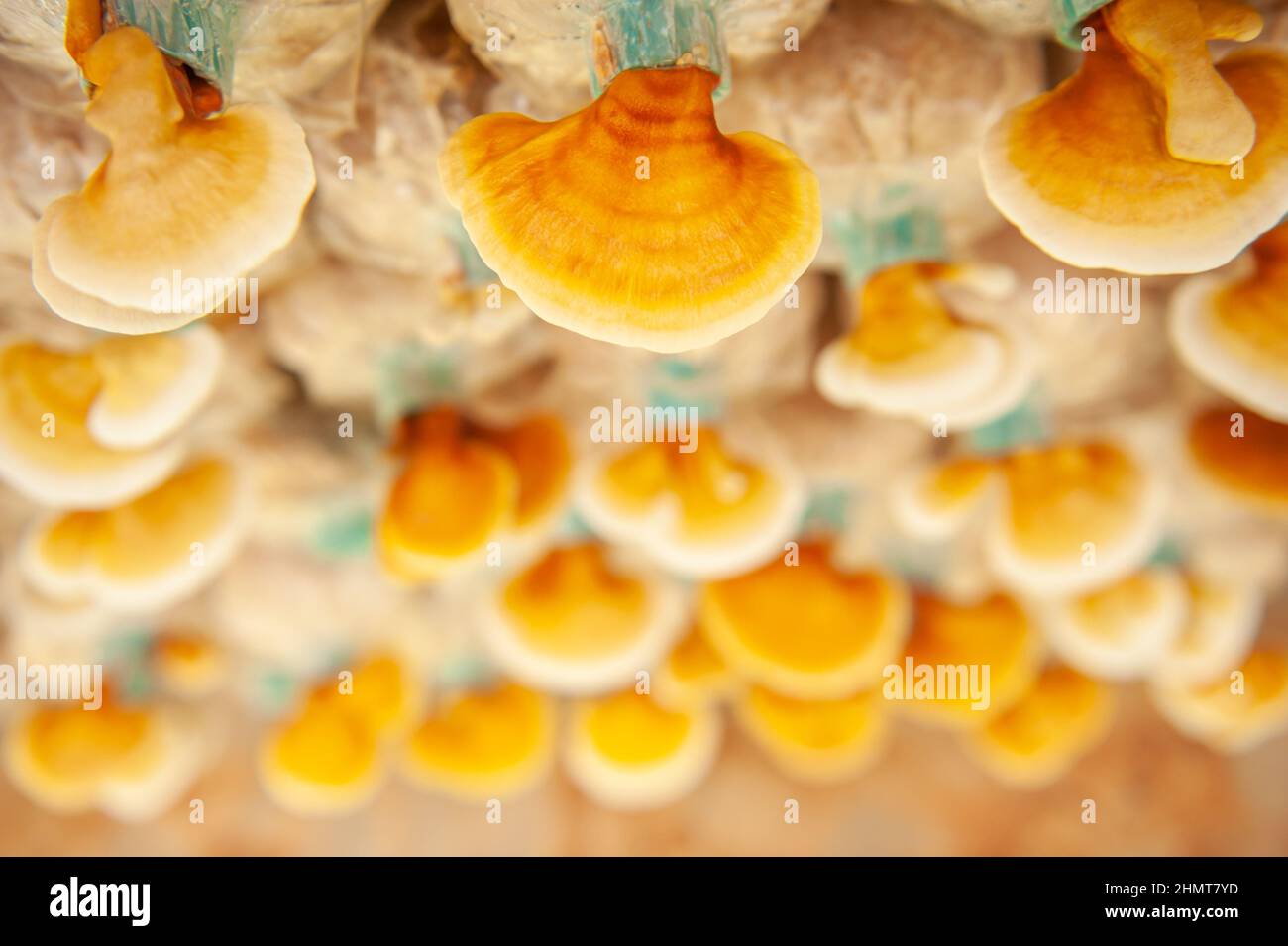 Fresh Lingzhi mushroom, Ganoderma lucidum or Reishi mushroom in an organic farm. Chinese traditional medicine. Close-up. Stock Photo