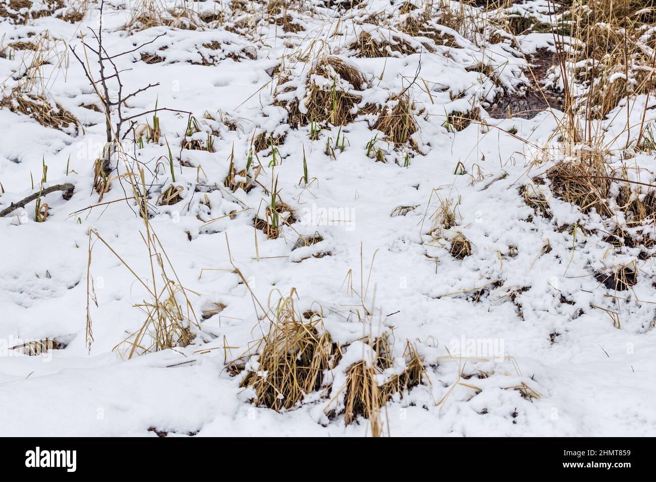 Real first snow on dry grass in field at cloudy day Stock Photo