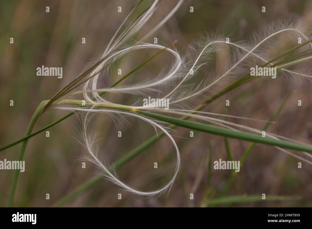 Closeup shot of the Stipa Pennata feather grass on the blurry background Stock Photo