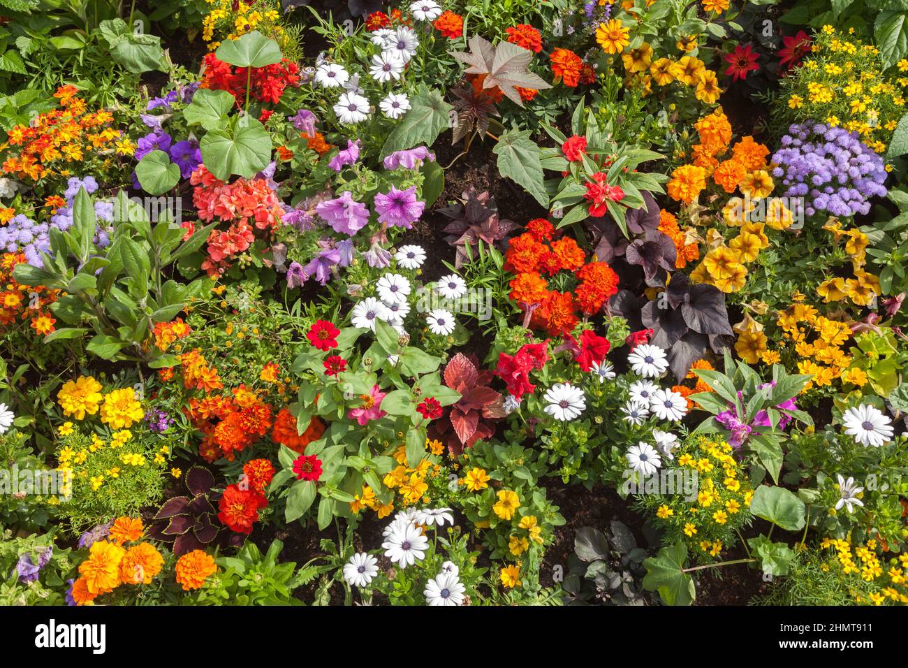 Ccolorful flowerbed, Germany Stock Photo