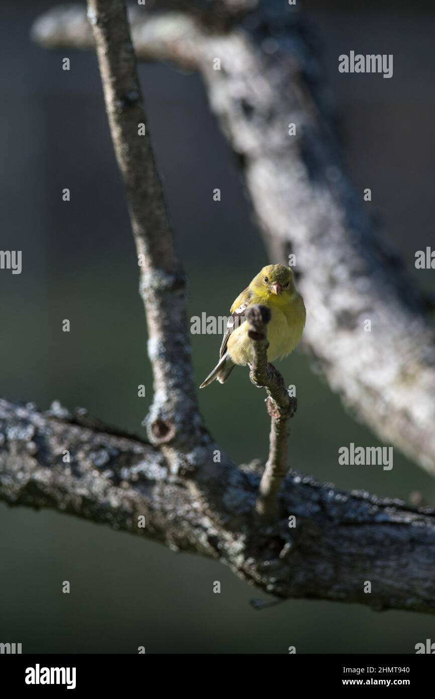 American Goldfinch perched among tree branches in New York Stock Photo