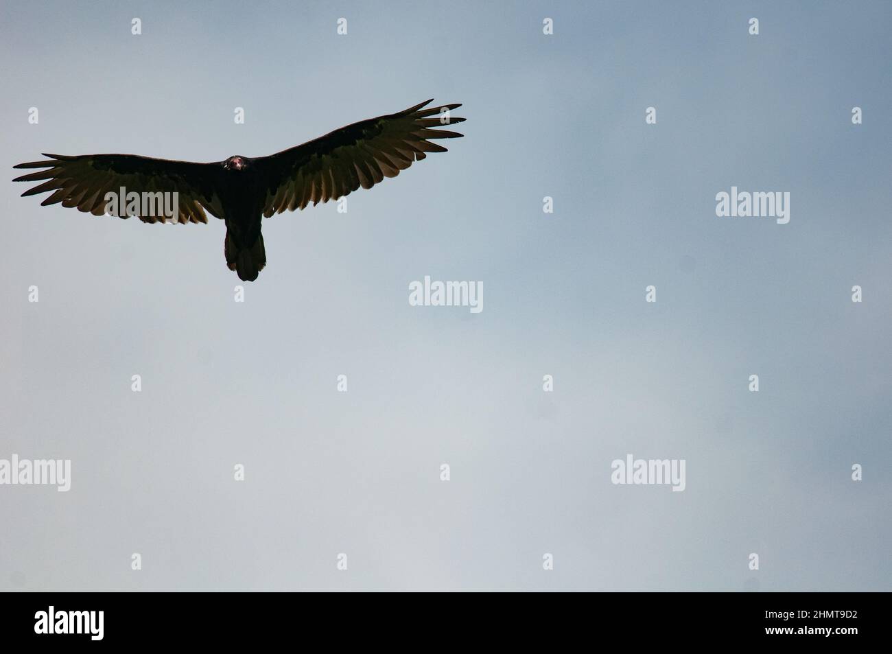 Turkey Vulture soaring through the summer sky Stock Photo