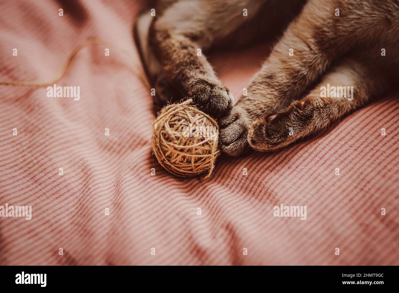 Fluffy tabby paws of a cute cat, which he plays with a ball of wool, lying on a soft bed with a pink blanket. A pet and household items. Stock Photo