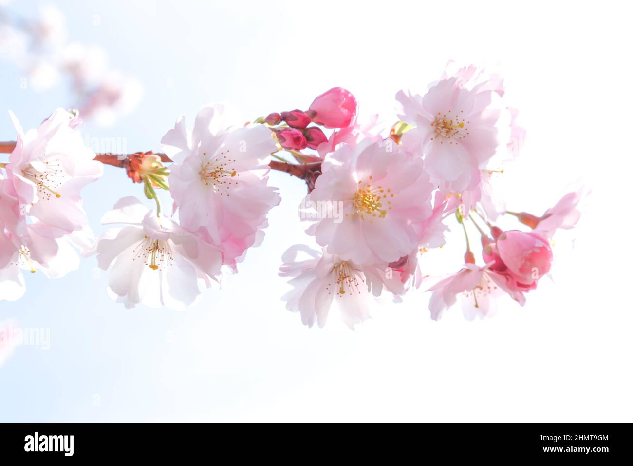 Deutschland; Blüten einer Zierkirsche Stock Photo