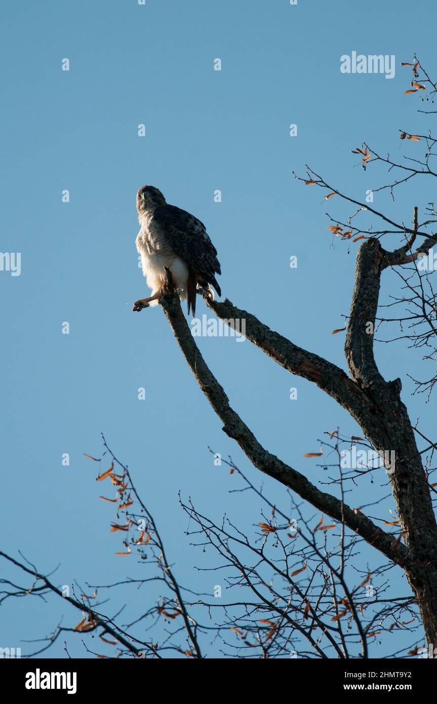 Red Tailed Hawk perched one legged atop an old dead tree Stock Photo