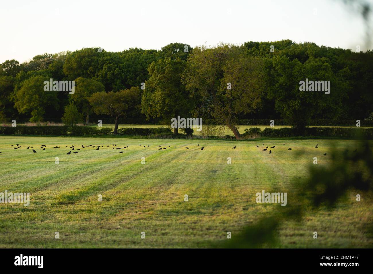 Silage fields on an English dairy farm Stock Photo Alamy