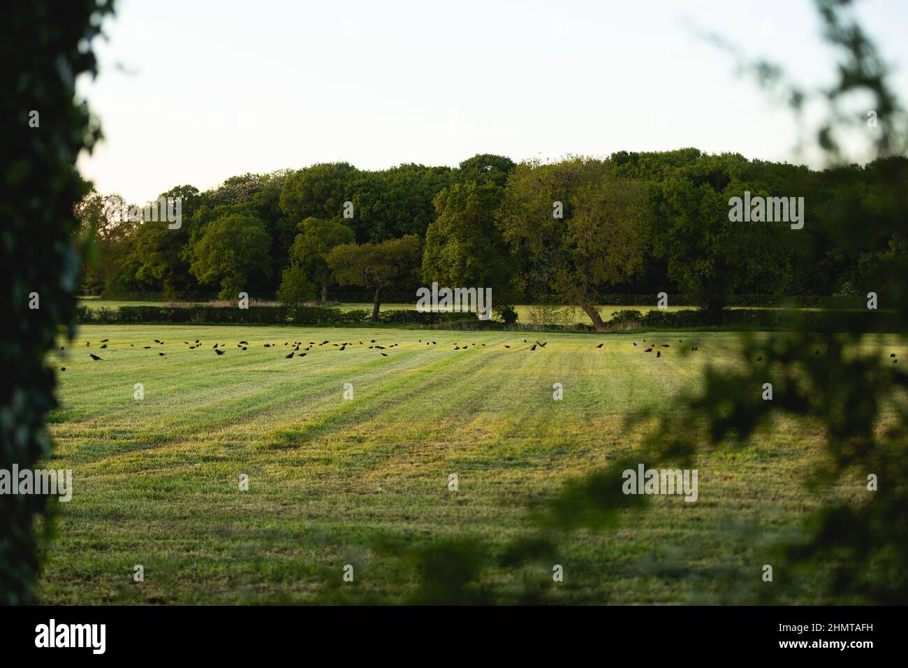 Silage fields on an English dairy farm Stock Photo Alamy