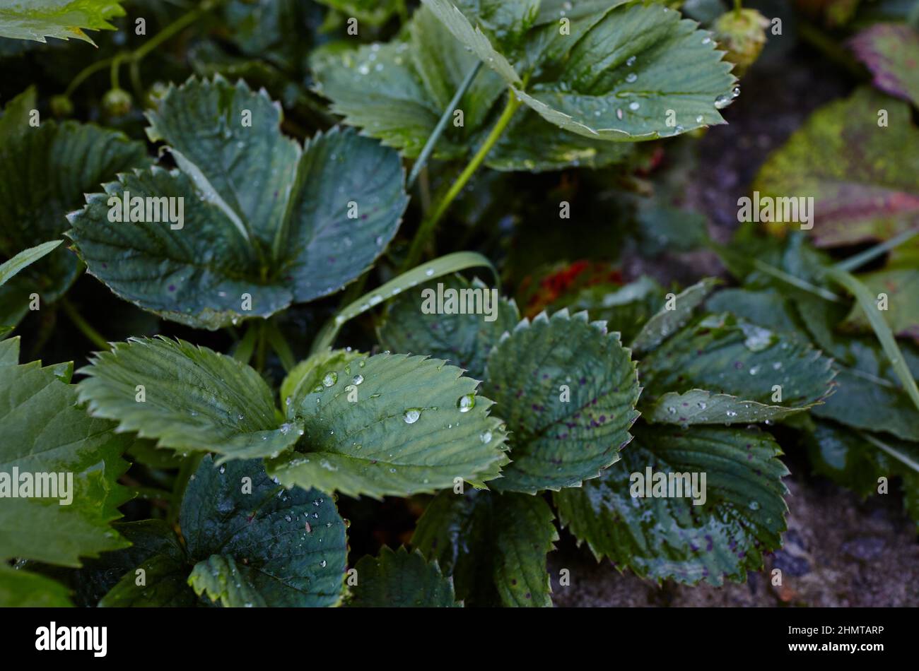 Close-up view of green strawberry leaves in the garden. Green bushes of ...
