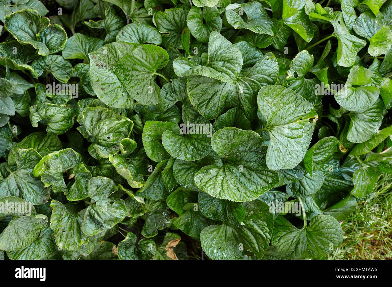 Abstract image of violet leaves in the garden. White violet flower - an ornamental plant for landscaping park. Family name Violaceae, Scientific name Stock Photo