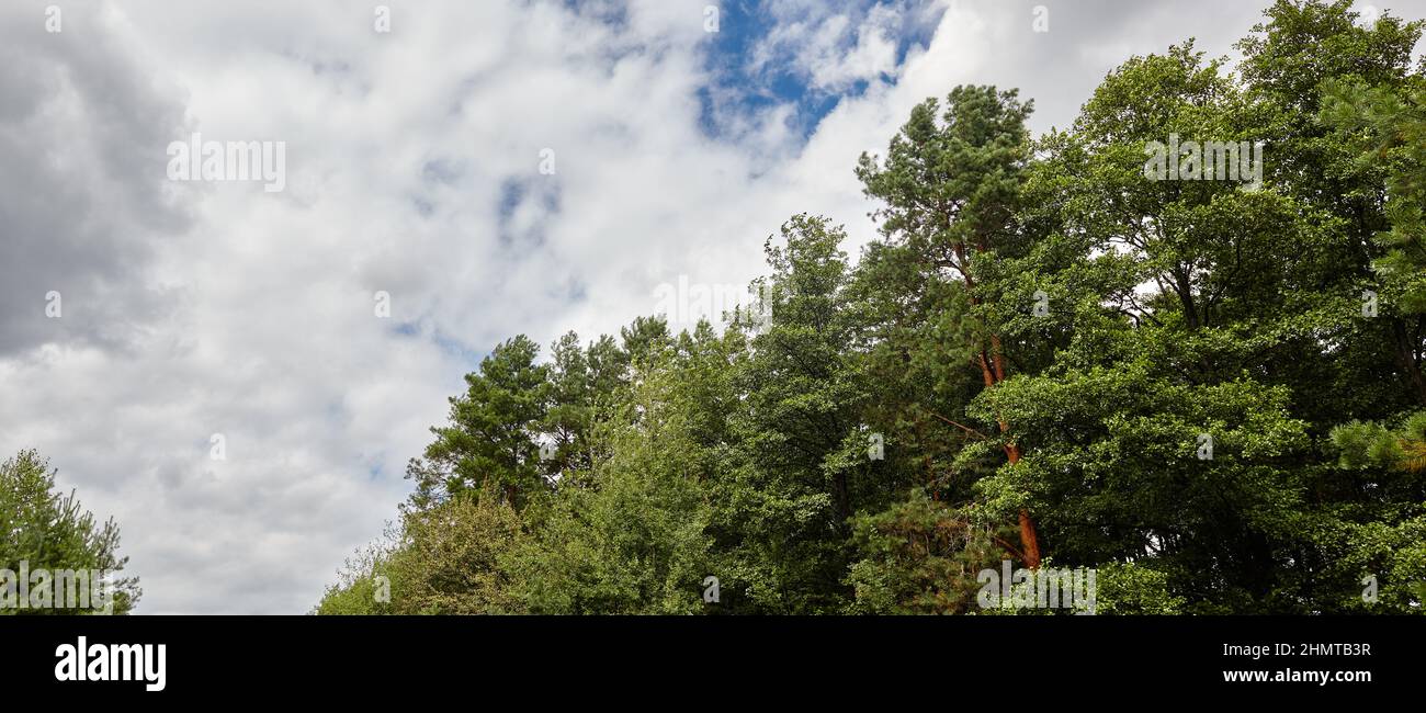 Panoramic photo of forest against the sky. Pine trees against a blue sky with clouds on a sunny day Stock Photo