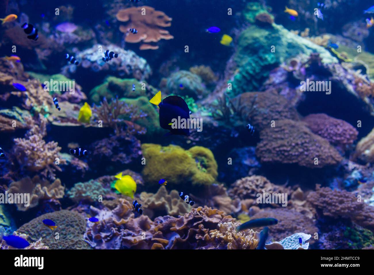 Wonderful and beautiful underwater world with corals and tropical fish ...