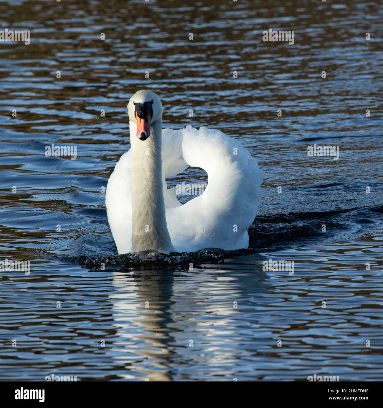 A male, or cob Mute Swan swims powerfully with wings arched is a