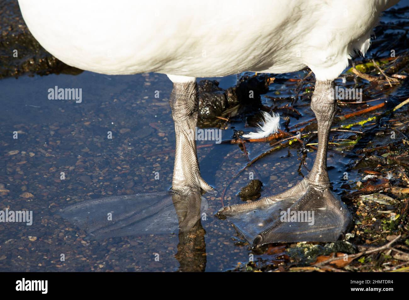 The large and powerful webbed feet of a Mute Swan. These powerful