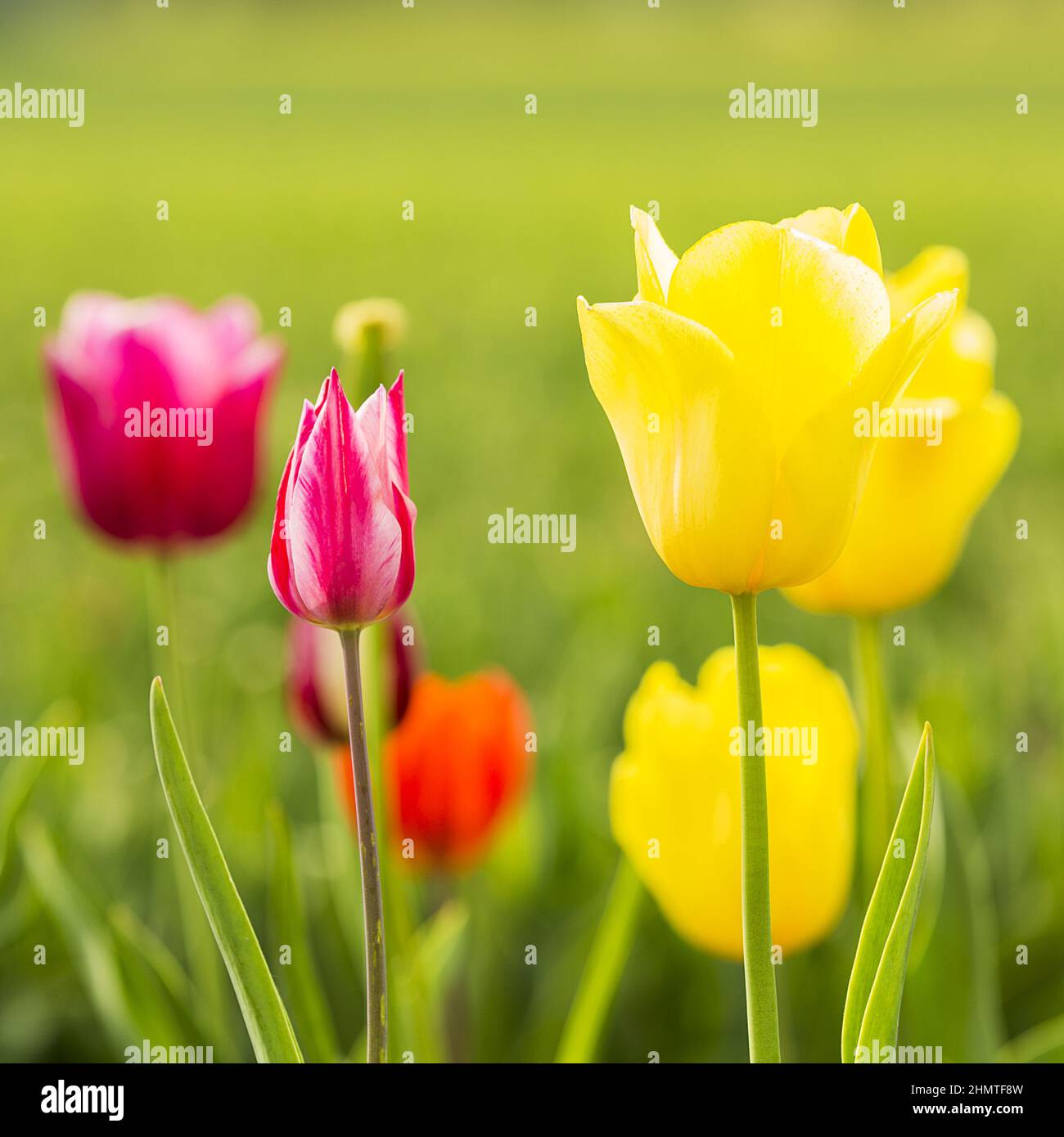 Colorful tulips on a field hi-res stock photography and images - Alamy