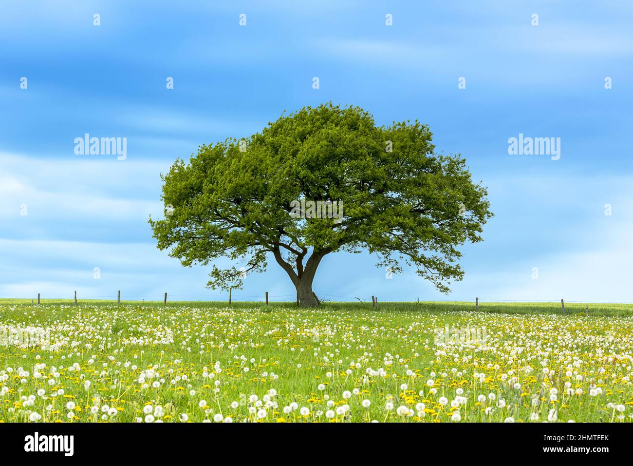 Dandelion meadow alone tree hi-res stock photography and images - Alamy
