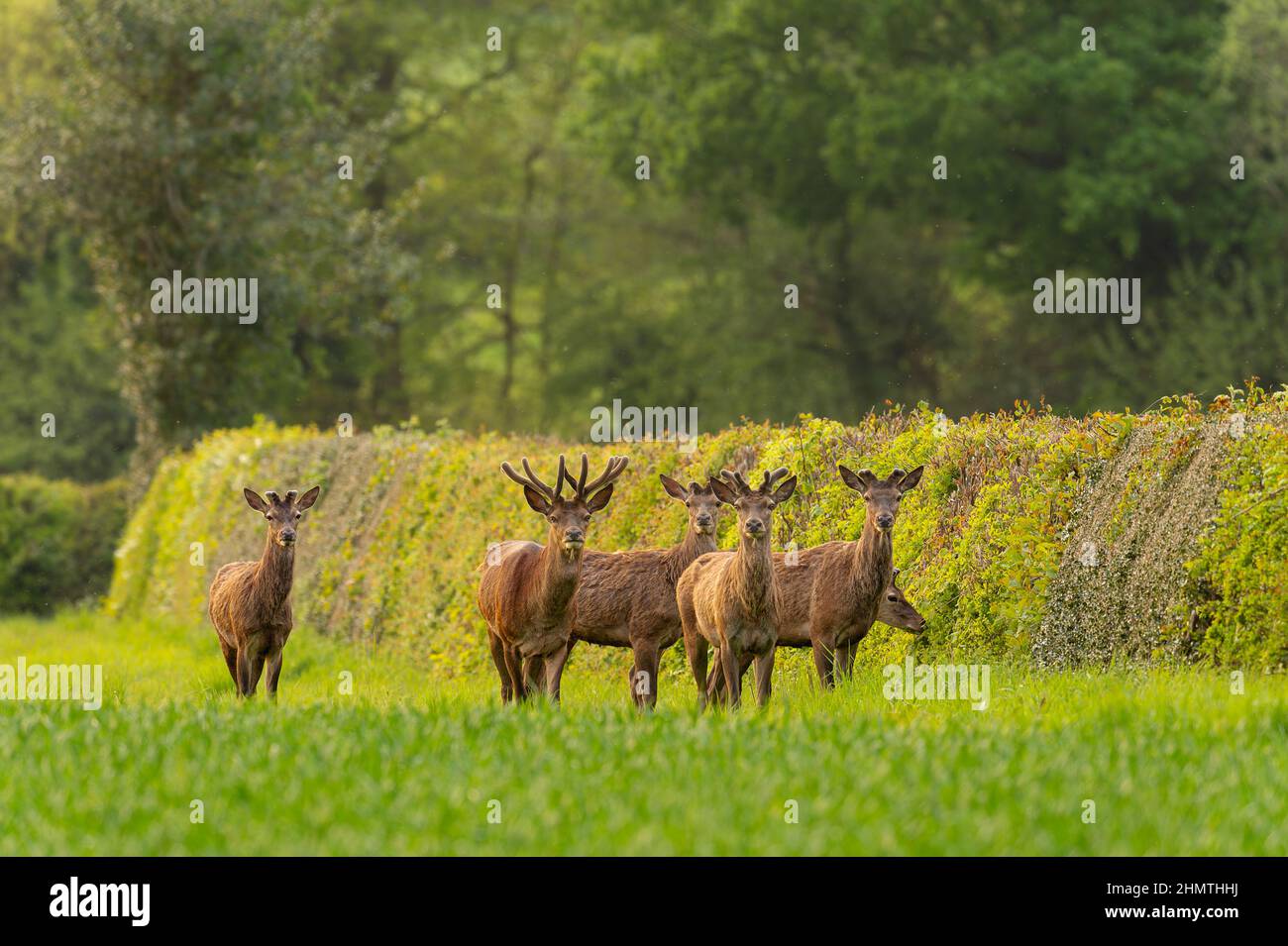 A group of Red Deer Cervus elaphus on a Norfolk disused airfield during the month of May. Stock Photo