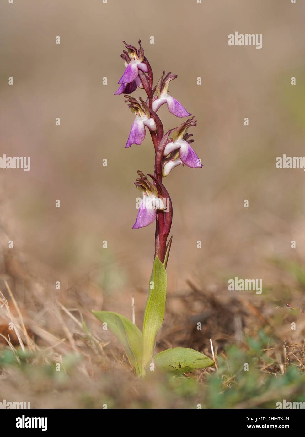 Fan-lipped Orchid, Anacamptis collina, Orchis collina, wild orchid in Andalusia, Southern Spain. Stock Photo