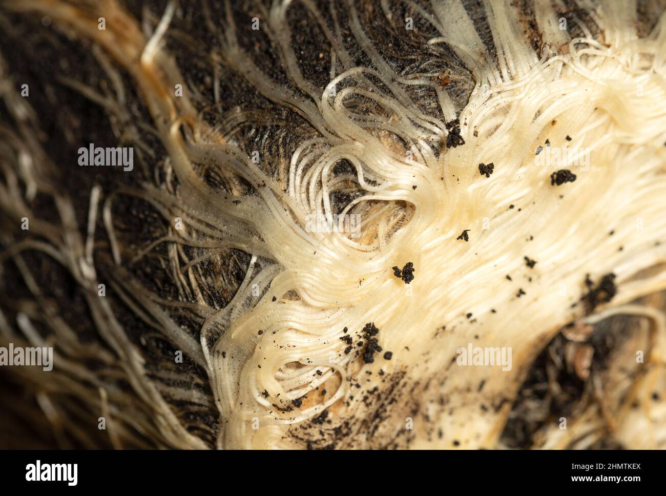 Roots barley hi-res stock photography and images - Alamy