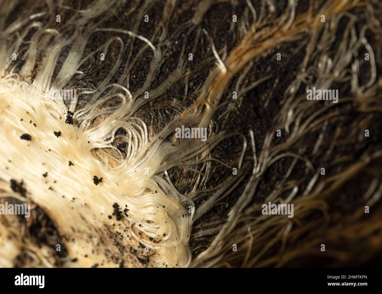 Roots oat hi-res stock photography and images - Alamy