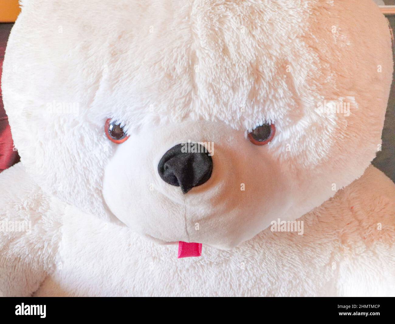 Free Images : sweet, cute, mammal, teddy bear, close up, nose