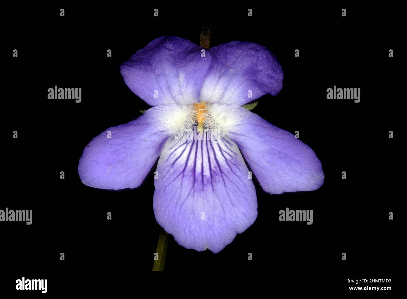 Heath Dog Violet (Viola canina). Flower Closeup Stock Photo